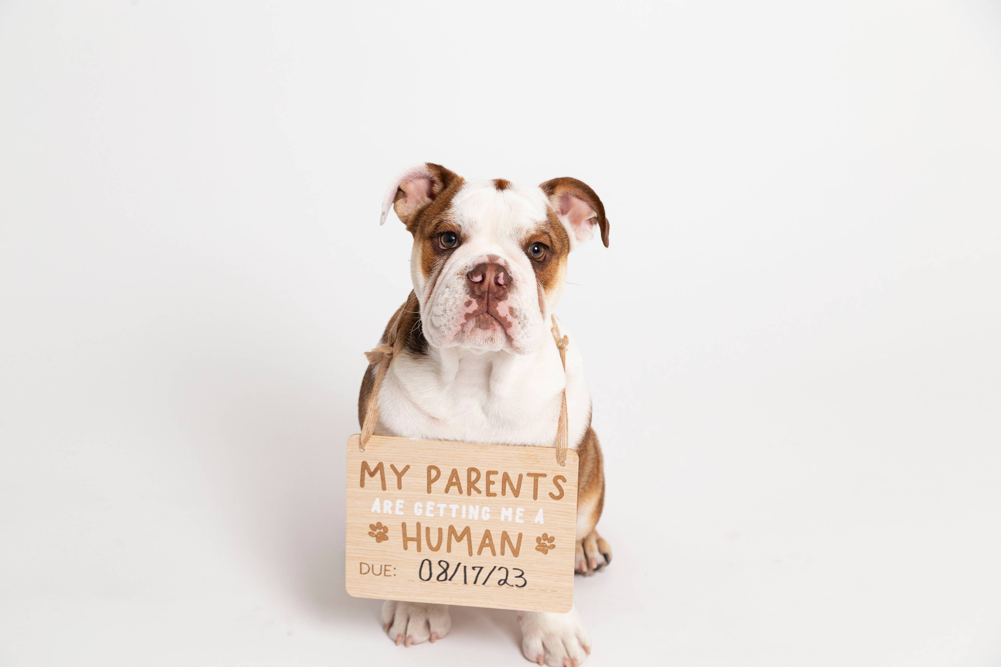 Baby Announcement: Wooden Pet Parent Human Baby Pregnancy Announcement Customizable Sign