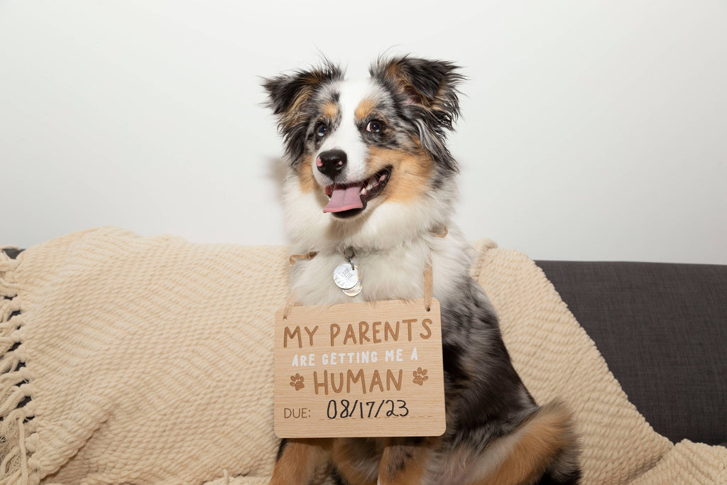 Wooden pet pregnancy announcement sign, dog with sign